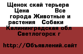 Щенок скай терьера › Цена ­ 20 000 - Все города Животные и растения » Собаки   . Калининградская обл.,Светлогорск г.